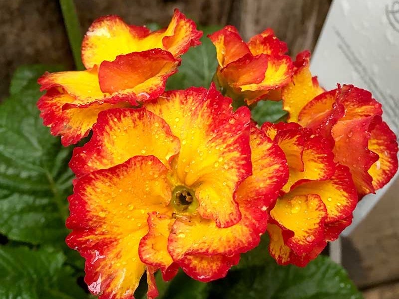 De Prímulas y&nbsp;Trincheras