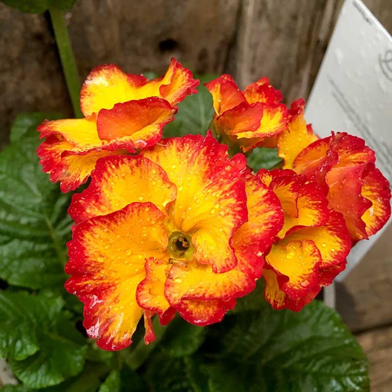 De Prímulas y&nbsp;Trincheras