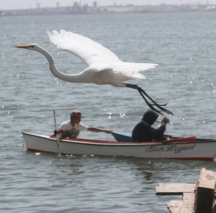 Madre patria portátil: cuando el cuerpo se vuelve mundo 
